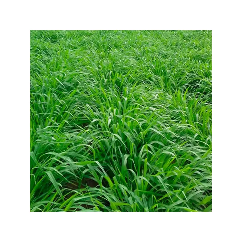Semilla de brachiaria
